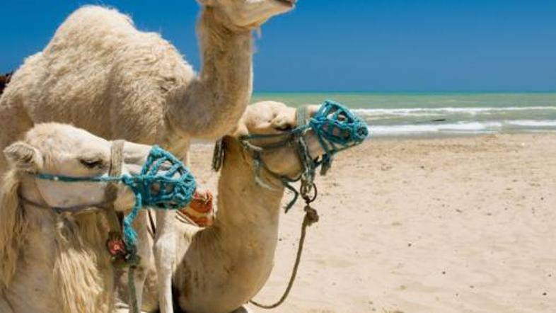 Turki navijajo na kameljih bojih.