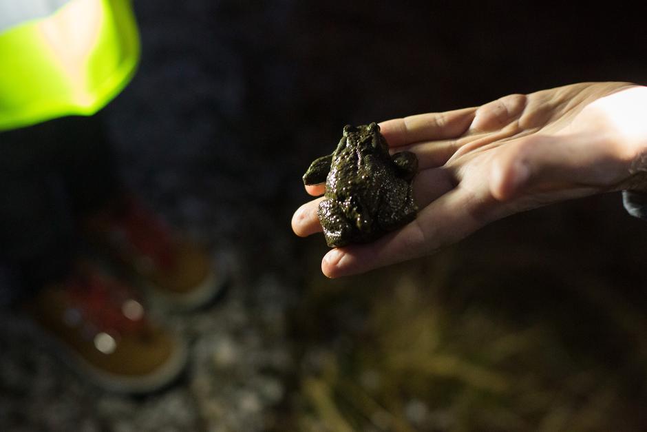 Žabe | Avtor: Profimedia