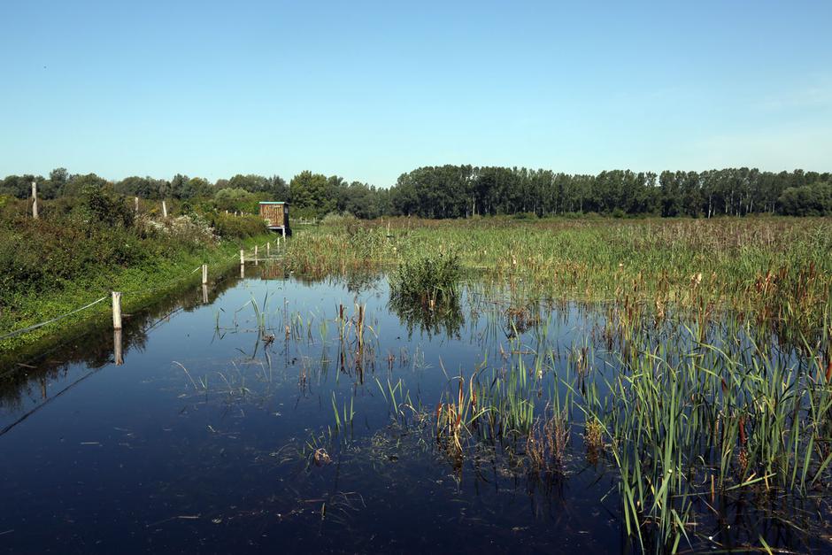 Ormoška laguna | Avtor: DOPPS