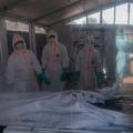 ebola virus afrika