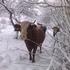 Sneg je včeraj presenetil tudi domače živali. Fotografija iz postojnskega. (Foto