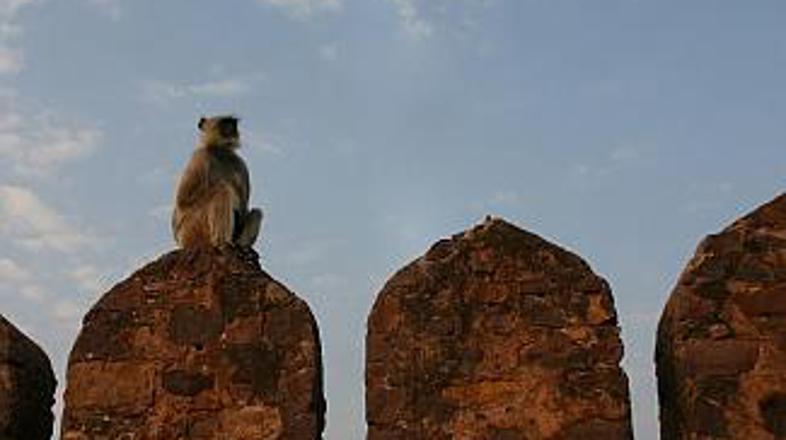 Indijci opice ljubijo in sovražijo. Živali pa težave povzročajo tudi kmetom.
