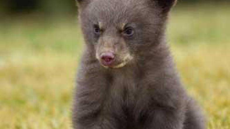 Fotografija je simbolična. (Foto: Shutterstock)