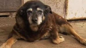 Umrl najstarejši pes Maggie