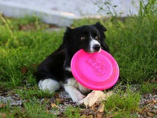 border collie
