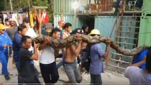 Najdaljša kača na svetu