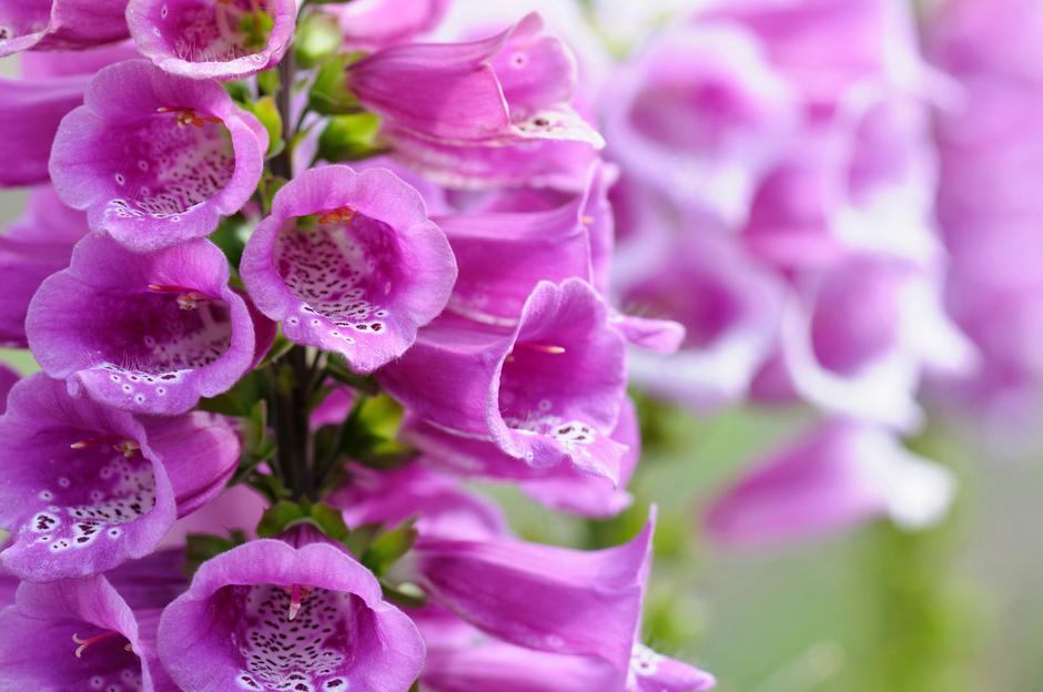 Dedoles | Avtor: Dedoles