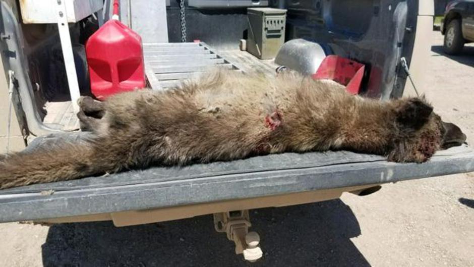 Bitje | Avtor: Montana Fish, Wildlife and Parks