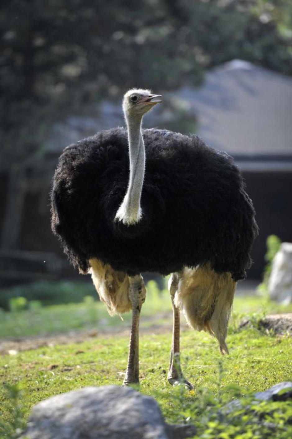 Živalski vrt Ljubljana | Avtor: Anže Petkovšek