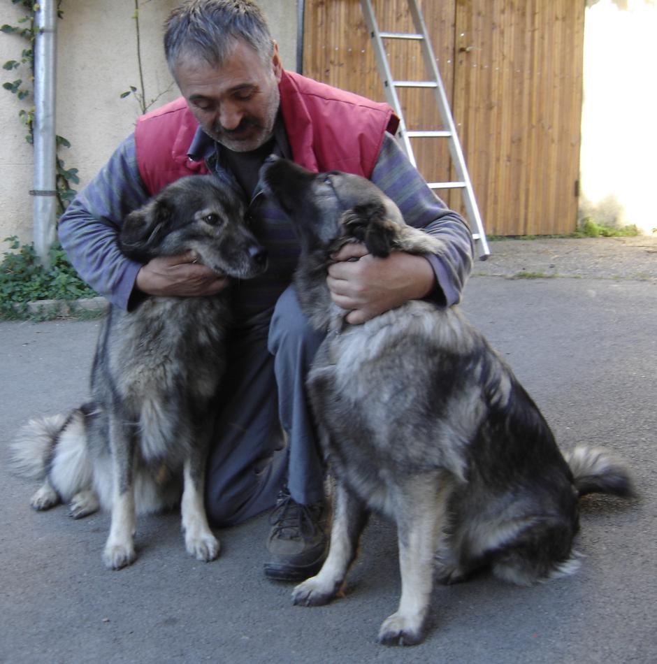 Kraški ovčar | Avtor: Davorin Lisjak