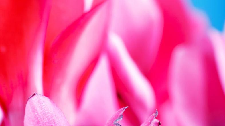 (Foto: Shutterstock)