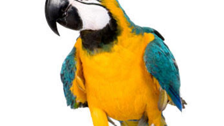 Smokey je spregovoril ravno v pravem trenutku.