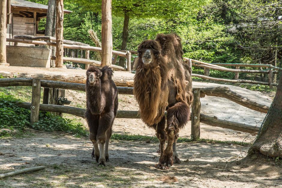 ZOO ljubljana ljubljanski živalski vrt kamela Zaya | Avtor: ZOO Ljubljana