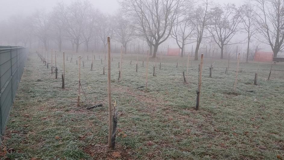 Poškodovana drevesa v sadovnjaku ob Vojkovi cesti