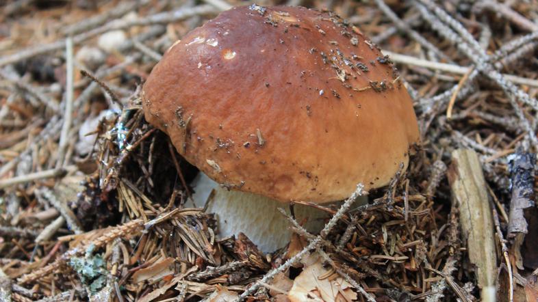 Gobe, jurček, Pokljuka, Triglavski narodni park