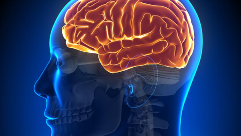 možgani glava moški