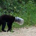 Medvedek je bil kar deset dni brez hrane in tekočine. (Foto: YouTube)