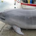 Delfin pri Izoli