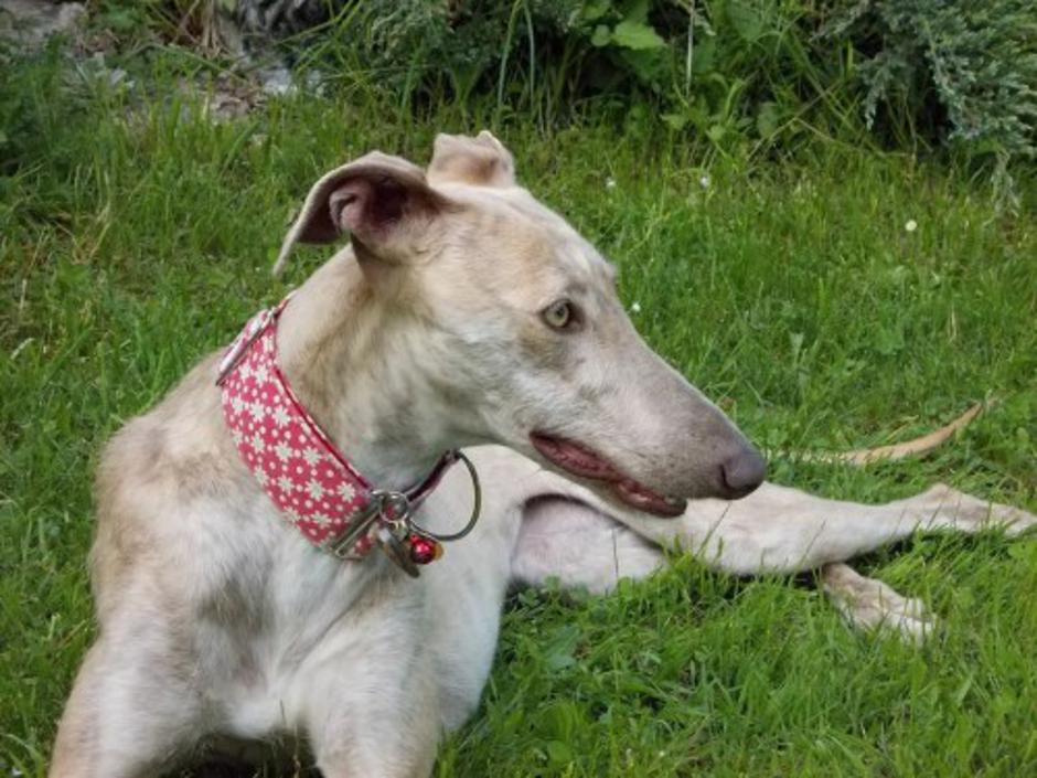 galgica MAYA | Avtor: Hrtji svet Slovenije