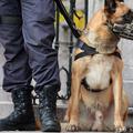 Policijski pes bi moral pobrati palico, ki mu jo je policist vrgel proti ograji,