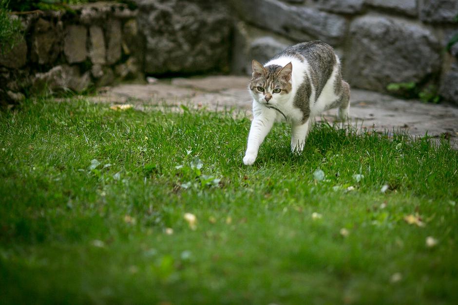 Primož Forte | Avtor: Saša Despot