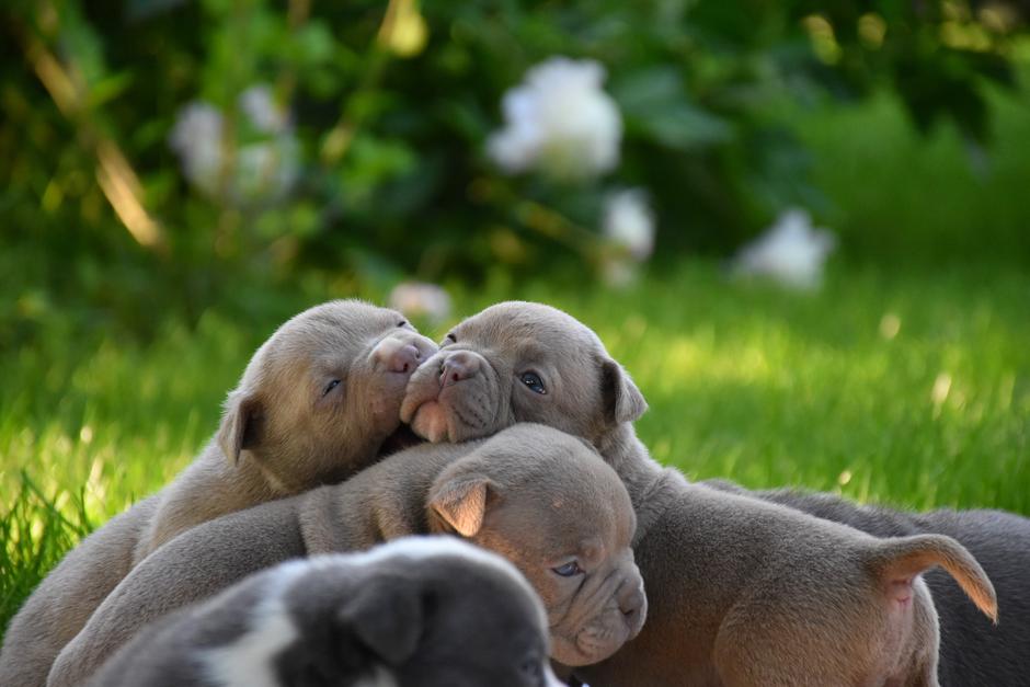 Ameriški bully | Avtor: Bonny Hrovat