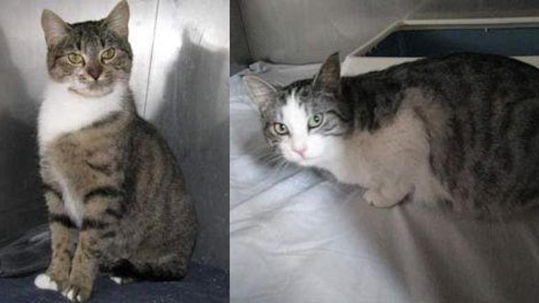 Muci, ki sta z našo pomočjo že pri novih lastnikih. 