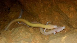 Proteus, človeška ribica, Tular, Kranj