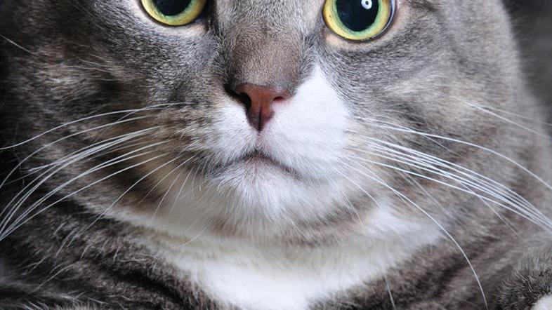 Če imate mačko le v stanovanju, je nikar ne hranite preveč. (Foto: Shutterstock)