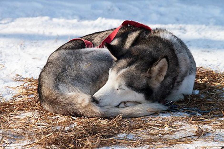 Pes | Avtor: Profimedias