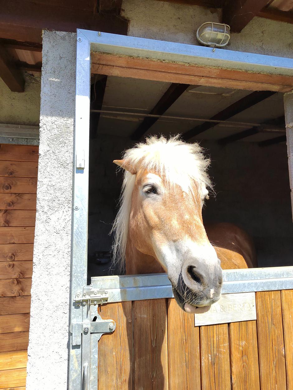 Alpaka Ranč Primorska | Avtor: Žurnal24 