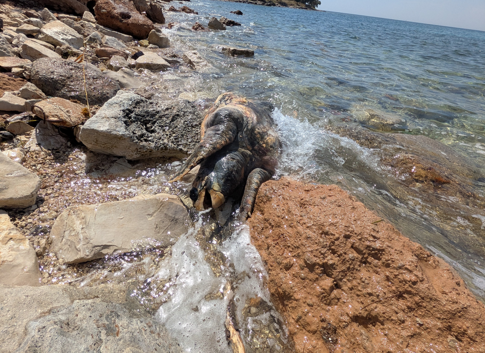 Mrtva želva v Umagu