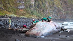 poginuli kit na otoku La Palma