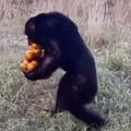 Šimpanz in pomaranče