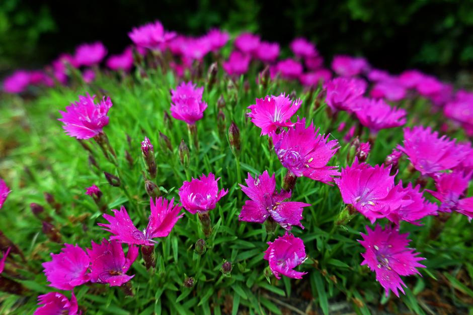 Nageljni | Avtor: Profimedia