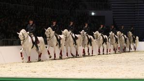 lipicanec lipica v ljubljani