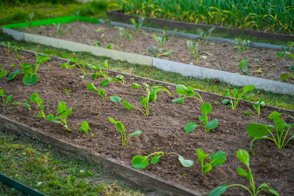 zelenjavni vrt pomlad | Avtor: Profimedia