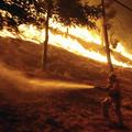Grške oblasti so zaradi gozdnega požara na zahodu otoka Samos razglasile izredne