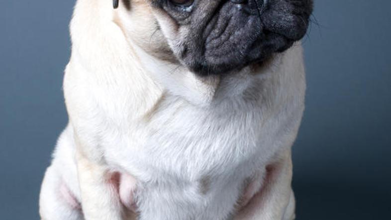 Sprehajalec mora psa najprej spoznati, ga navaditi na svojo bližino in mu pokaza