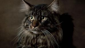 Maine coon