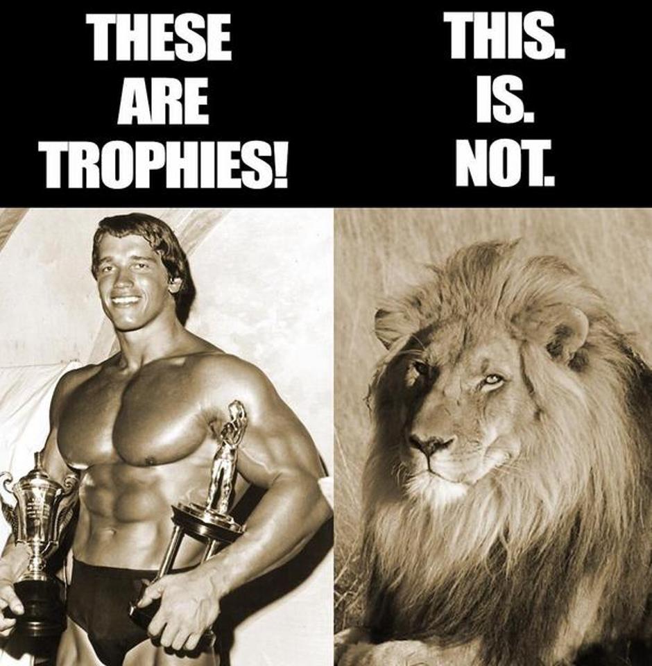 lev Cecil  | Avtor: Print screen