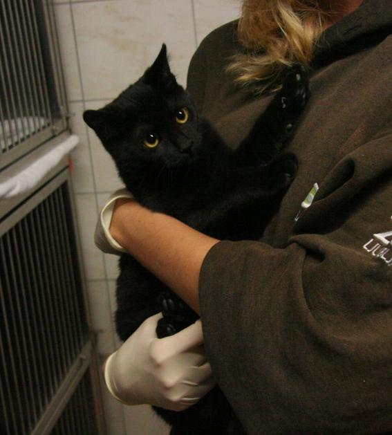 Krisi, samec (Zavetišče za zapuščene živali Ljubljana)