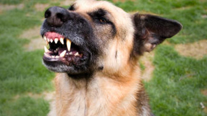 Odganja nepovabljene, prosi za hrano ali bi se rad igral?