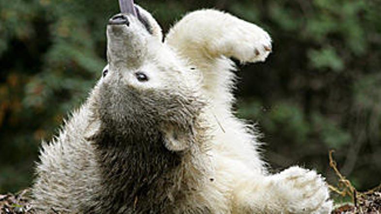 Knut je dočakal le 4 leta. (Foto: Reuters)