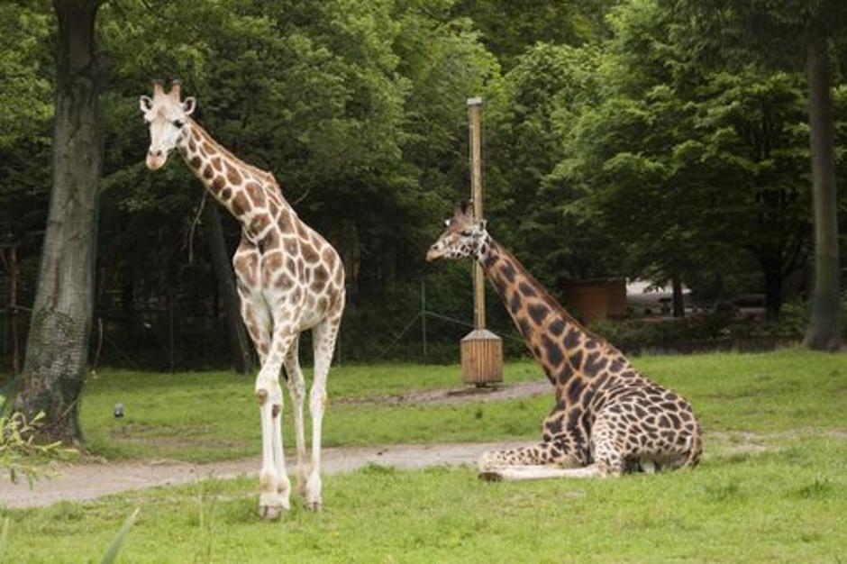 Žirafe v Živalskem vrtu Ljubljana | Avtor: nov