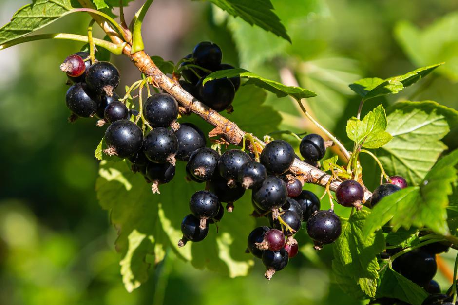 črni ribez | Avtor: Profimedia