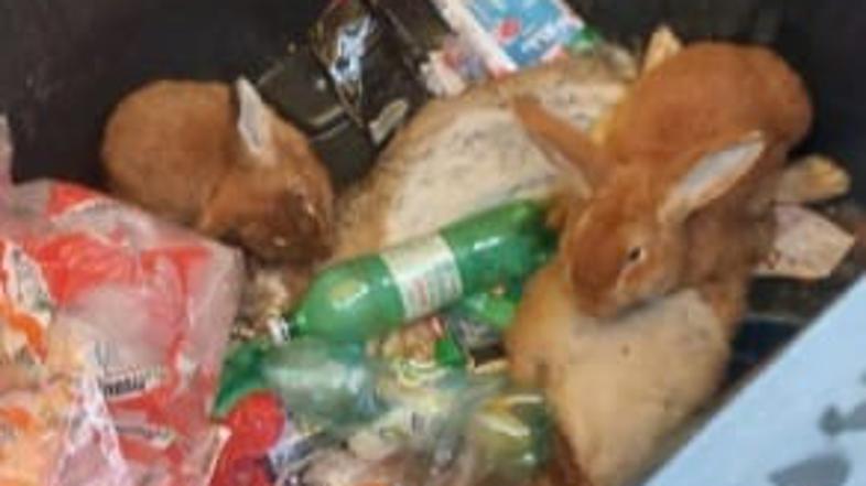 V zabojnik za plastiko odvrgli dva kunca