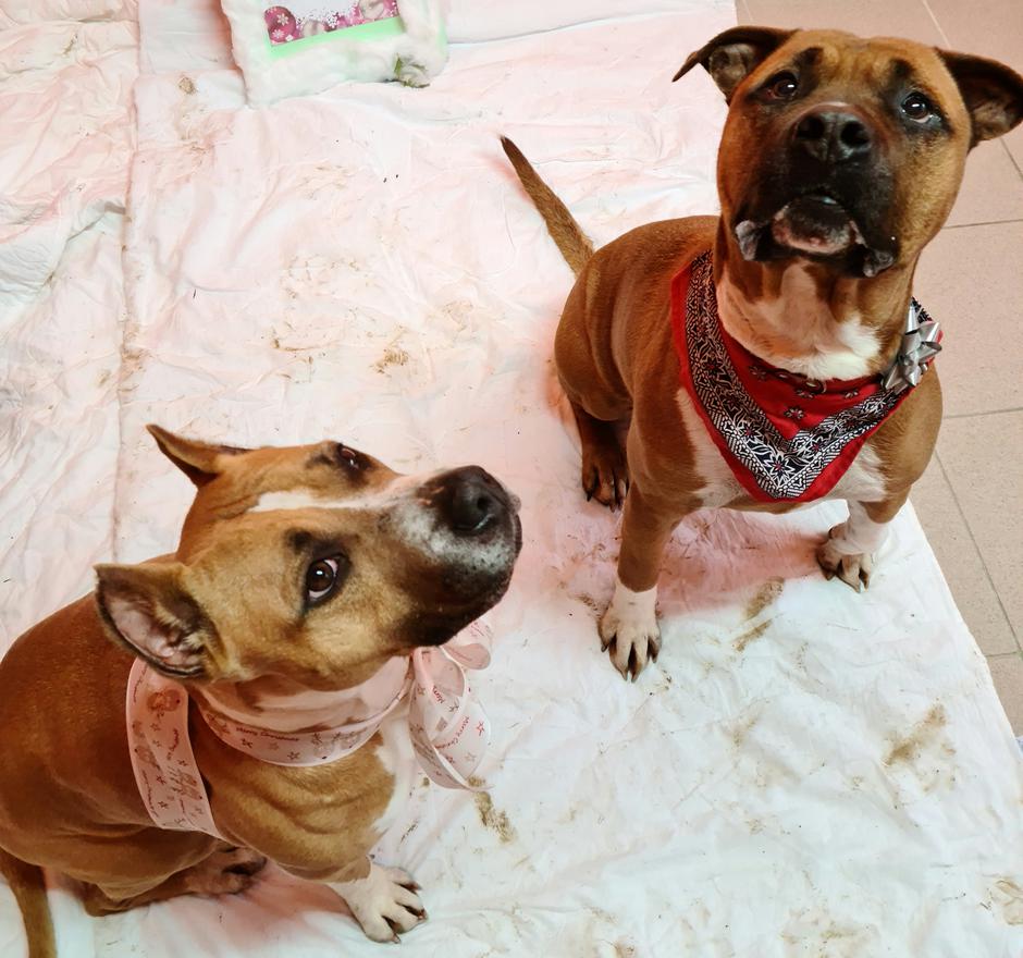 pes, zavetišče | Avtor: Zavetišče Marjetica Koper