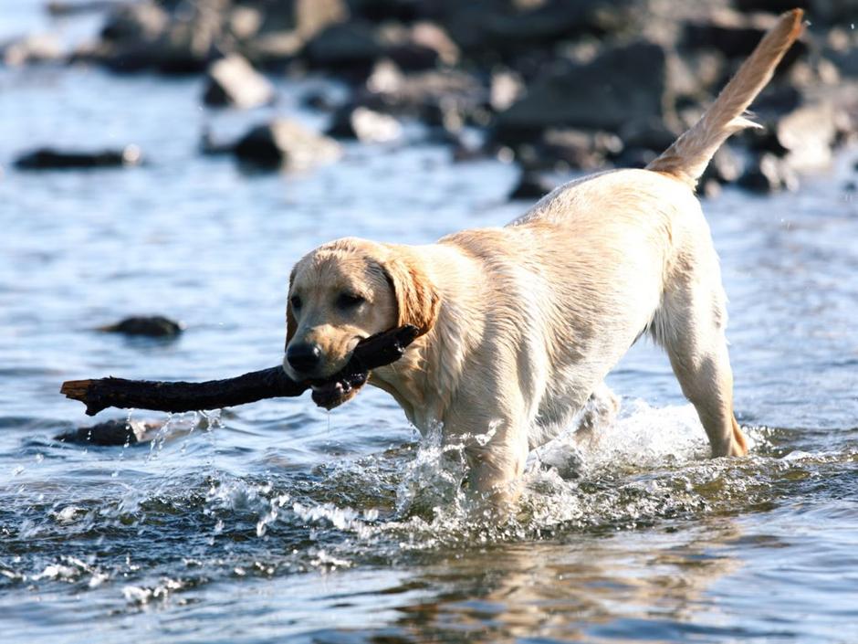 pes, kuža, reka | Avtor: Shutterstock