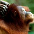 Orangutan Tori, ki kadi cigarete.
